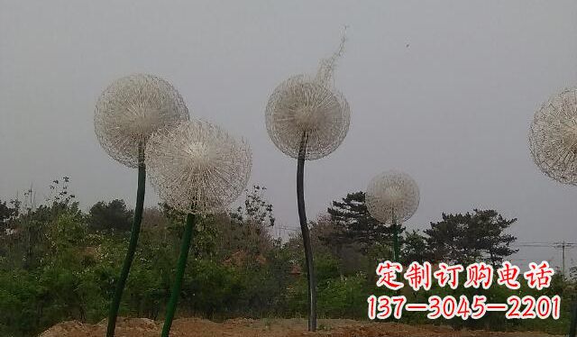 宁德蒲公英的绚丽多彩